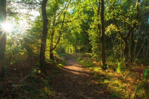 Where To Study Outdoors in Nottingham: The Top Green Spaces